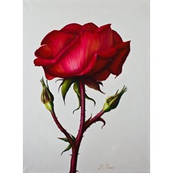 Single Rose and Buds