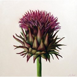 Scottish Thistle