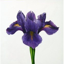 Purple Iris