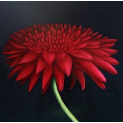 Red Dahlia