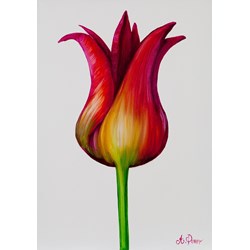 Multi Coloured Open Tulip