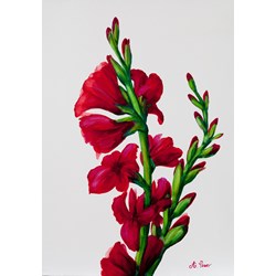 Red Gladioli