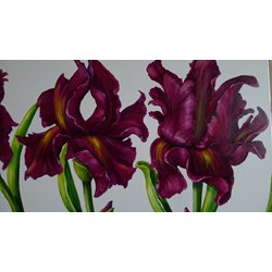 Purple Irises