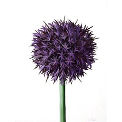 Purple Bouquet