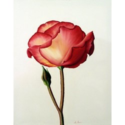 Red Rose