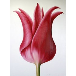 Tulip