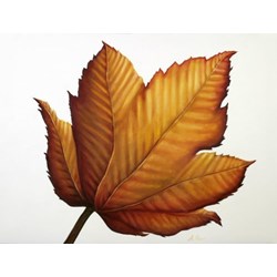 Leaf
