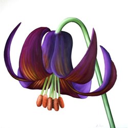 Lillium